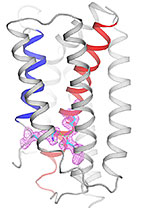 Viewed from within the membrane, the structure of a calcium-leak channel is shown as ribbons in a closed-conformation. At physiological pH, open and closed conformations exist in equilibrium, maintaining a steady of state of calcium in the cell by allowing gradual leakage of calcium through a transient transmembrane pore.