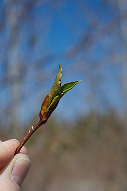 A poplar shoot.