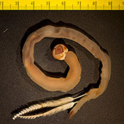 Despite its name, the shipworm is actually a clam with a unique digestive strategy. (Dan Distel, Ocean Genome Legacy Center of New England Biolabs)