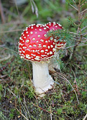 Mycorrhizal fungi include some of the most conspicuous forest mushrooms, such as the fly agaric (Amanita muscaria), one of the fungi sequenced for this project. (Francis Martin, INRA)