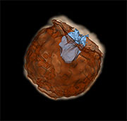 In this still from a simulation, a Type Ia supernova explodes (dark brown color). The supernova material is ejected outwards at a velocity of about 10,000 km/s. The ejected material then slams into its companion star (light blue color). The violent collision produces an ultraviolet pulse that is emitted from the conical hole carved out by the companion star. Credit: Courtesy of Daniel Kasen