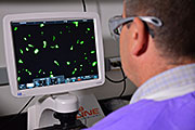 PNNL microbiologist Josh Powell looks at anthrax spores, which have developed into bacteria over the course of 12 hours. At low doses, researchers found growth of spores is lower in human lung cells than rabbits.