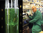 In Pacific Northwest National Laboratory’s Microbial Cell Dynamics Laboratory, scientists produce microorganisms for biofuels and alternative fuel research.