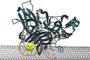 Gold nanoclusters (~1 nm) are efficient mediators of electron transfer between co-self-assembled enzymes and carbon nanotubes in an enzyme fuel cell. The efficient electron transfer from this quantized nano material minimizes the energy waste and improves the kinetics of the oxygen reduction reaction, toward a more efficient fuel cell cycle.