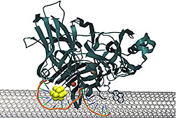Gold nanoclusters (~1 nm) are efficient mediators of electron transfer between co-self-assembled enzymes and carbon nanotubes in an enzyme fuel cell. The efficient electron transfer from this quantized nano material minimizes the energy waste and improves the kinetics of the oxygen reduction reaction, toward a more efficient fuel cell cycle.