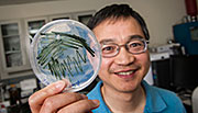 NREL scientist Jianping Yu holds a petri dish of cyanobacteria culture being grown in his lab. He is working to cultivate various genetically engineered strains to promote ethylene production. Photo by Dennis Schroeder