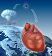 Researchers have determined that cells in the human heart develop into adulthood by looking at the amount of carbon 14 in the atmosphere from above-ground nuclear testing in the 1950s and 1960. Illustration by Mattias Karlén, Karolinska Institute