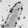 Researchers investigated mechanisms involved in reducing uranium solubility with the bacterium A. dehalogenans.
