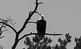 Dean Campbell caught this bald eagle with a telephoto lens from a moving boat on Melton Hill Lake.