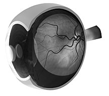 Retina in eye