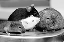 ORNL’s mutant mouse colony has been central to many important biological discoveries over the past six decades. 