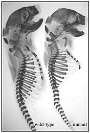 Skeletal images of normal (left) and mutant mice show the effects of disruptions in the cell-signaling RNA: The stunted mouse on the right has malformed bones and cartilage in the spine and ribcage.