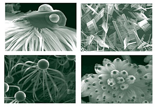 For the user meeting, the Chemical Sciences Divisions Shengwei Pan made posters of these four scanning electron microscope images of catalyzed materials growth. Clockwise from upper left: A gallium ball, silicon crystal and silicon oxide nanowire; zinc oxide combs; gallium catalyzed silicon oxide nanowires; and a gallium and silicon-based octopus.