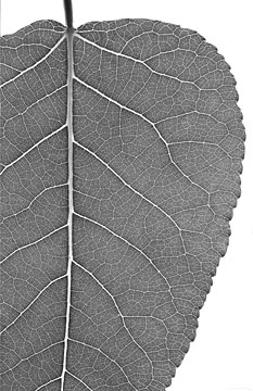 Populus trichocarpa, a.k.a., black cottonwood
