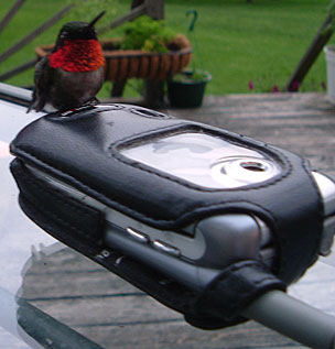 Humming bird on cell phone