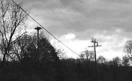 A nesting osprey on an artificial platform is on the left, and a power pole that’s been “discouraged” is on the right, in the 0800 area.